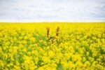 hands-in-sunflower-field-1280x854-2