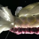 Ancestral Tapestries Suspended on the Land