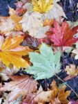 fall-leaves-2